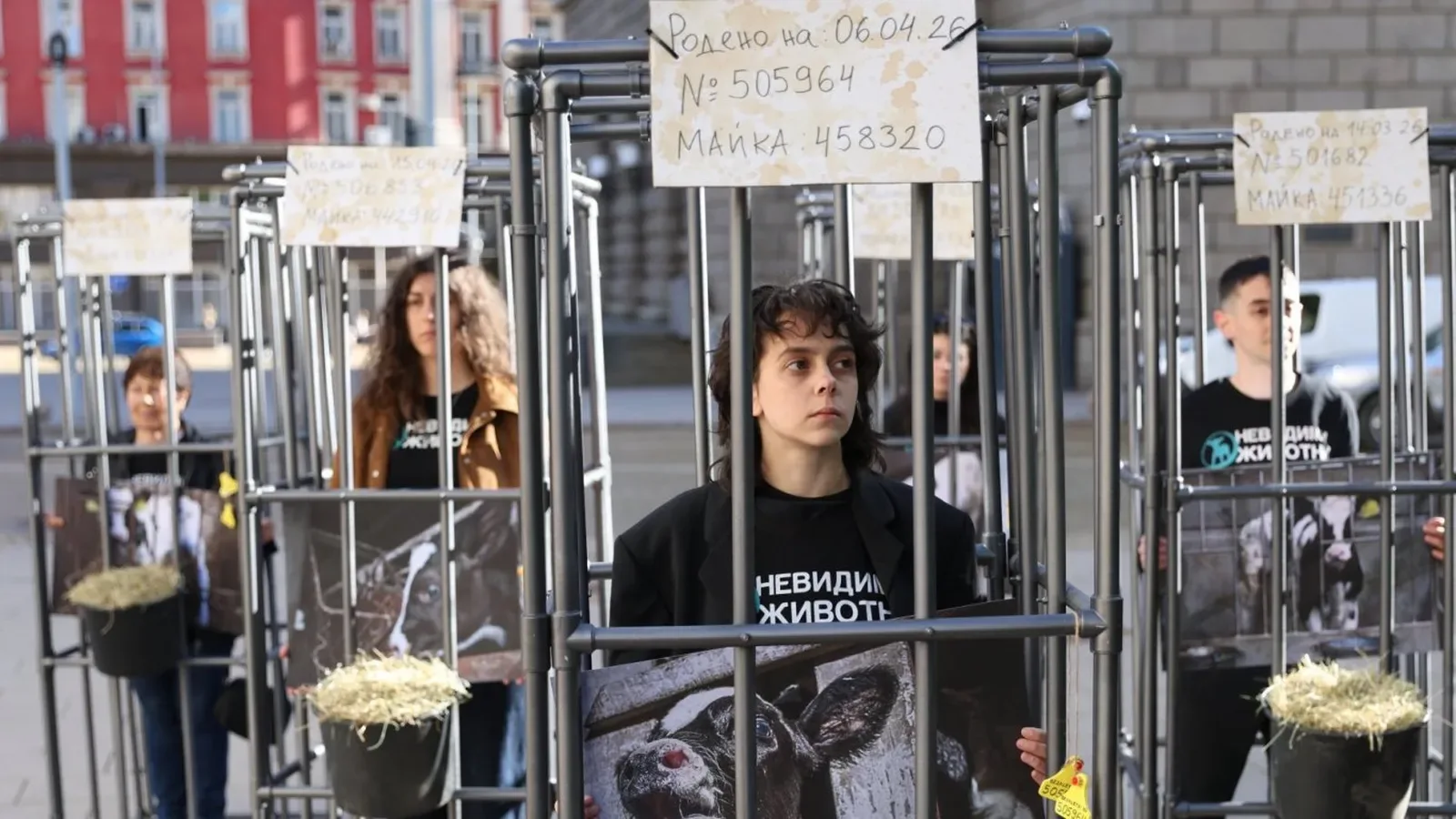 Активисти влязоха в клетки пред парламента в защита на телетата