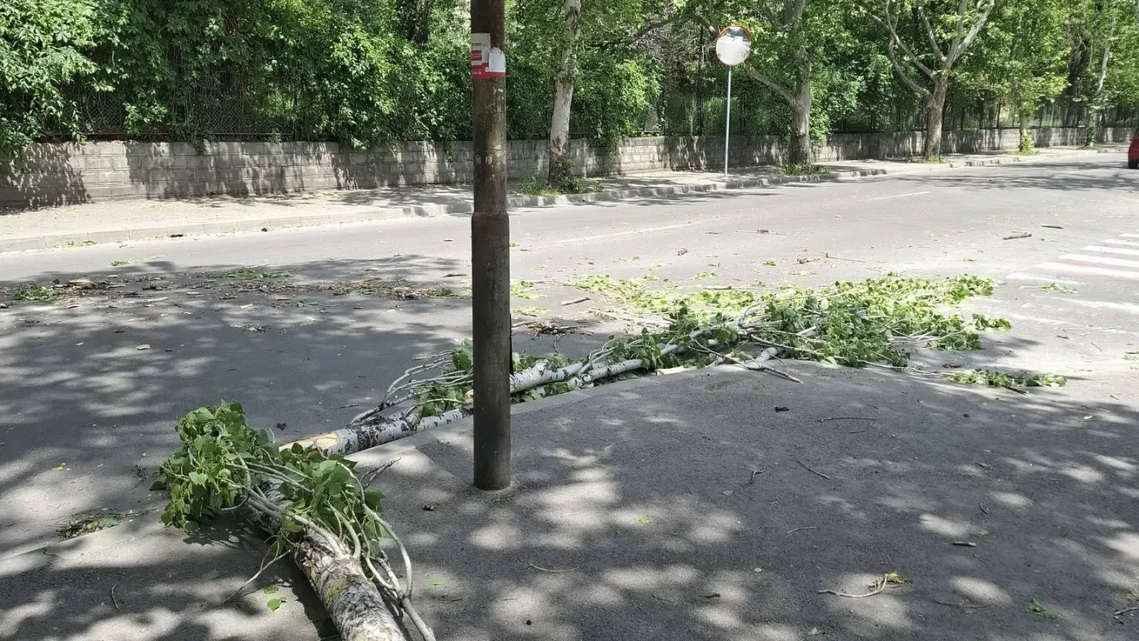 Бурен вятър в Русе прекърши дървета и клони