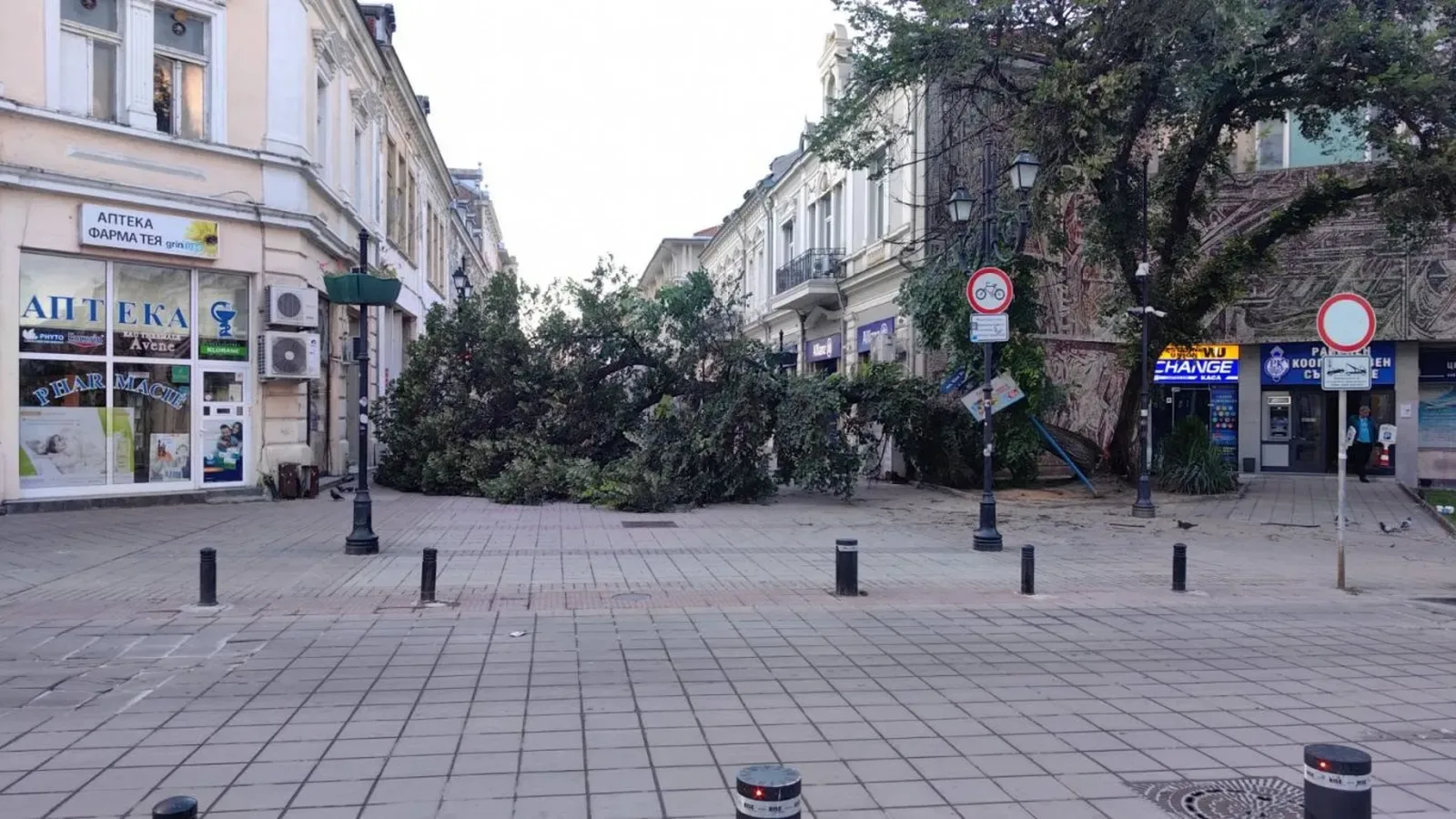 Огромно дърво рухна и блокира пешеходния център на Русе