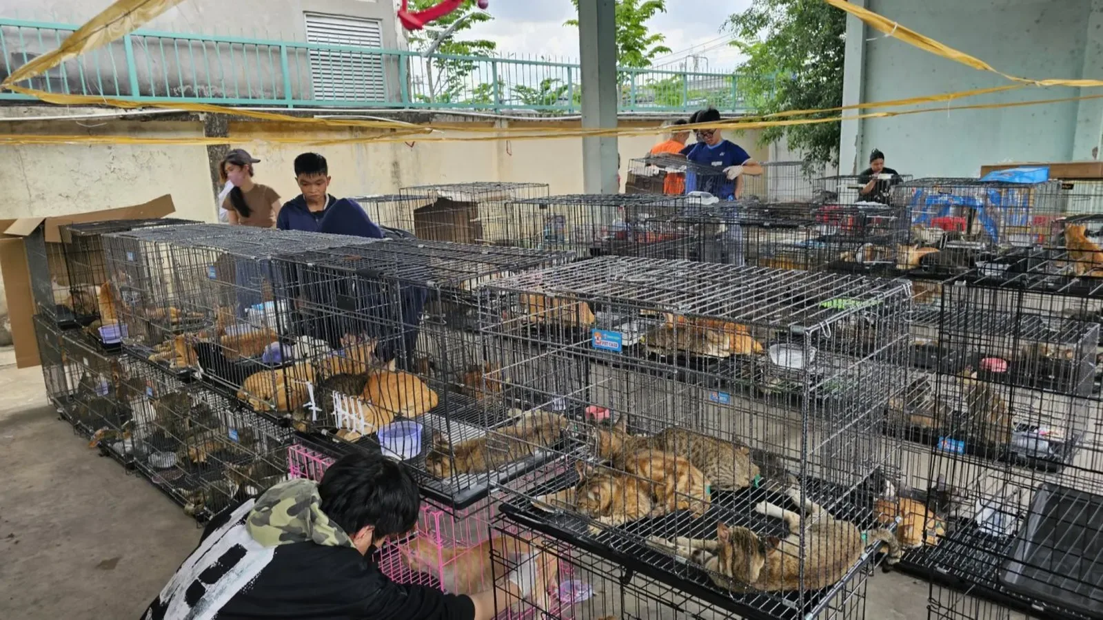 Виетнамската полиция спаси над 500 котки при акция срещу мрежа за месо