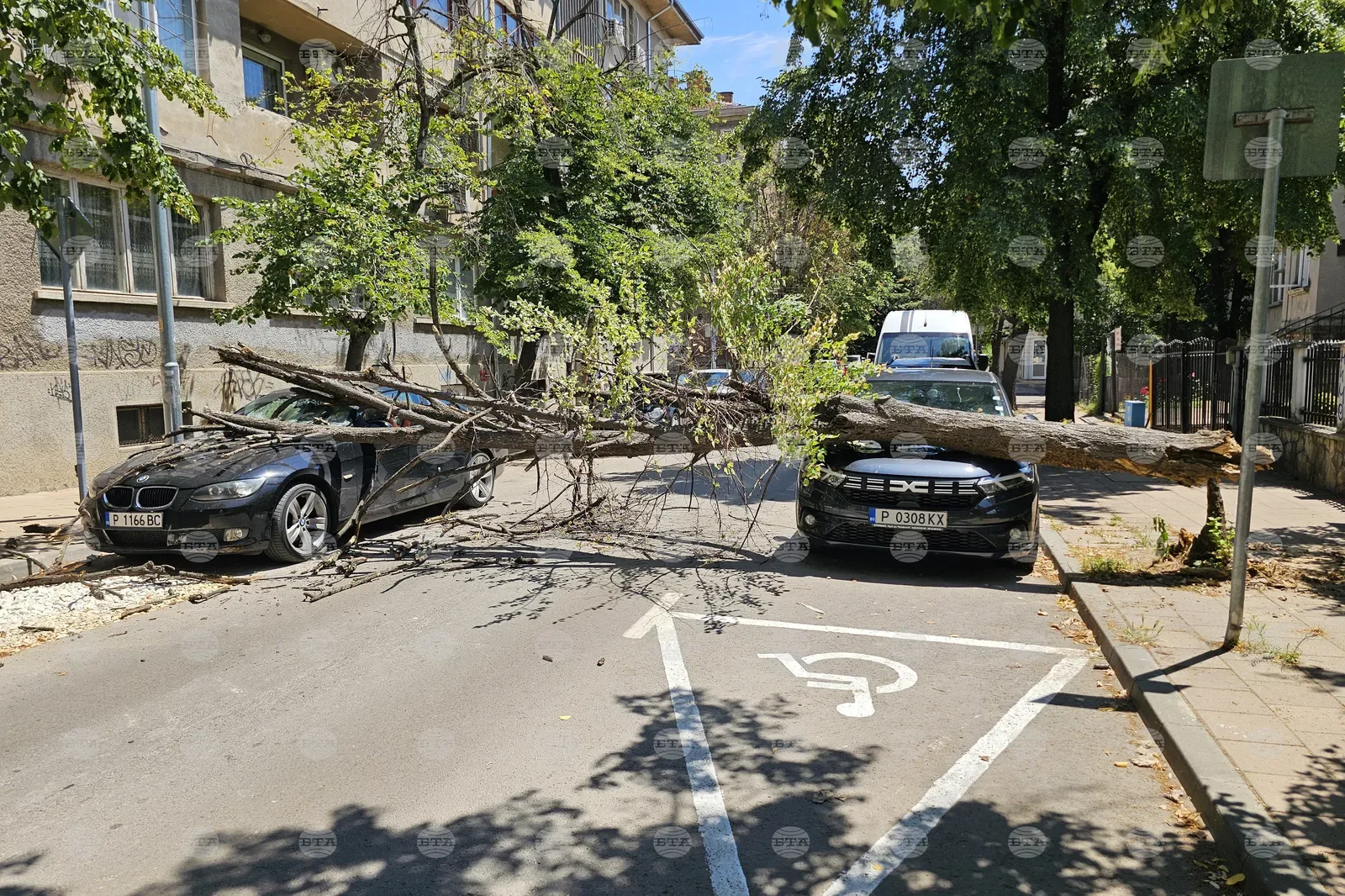 Дърво падна върху два автомобила в центъра на Русе