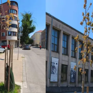 Изсъхнали дръвчета пред Библиотеката в Русе