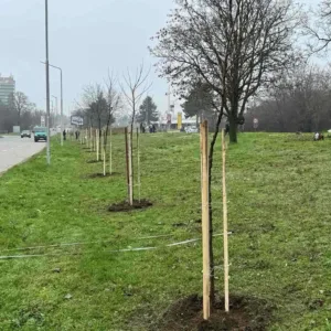 Русе събира предложения за нови места за засаждане на дървета