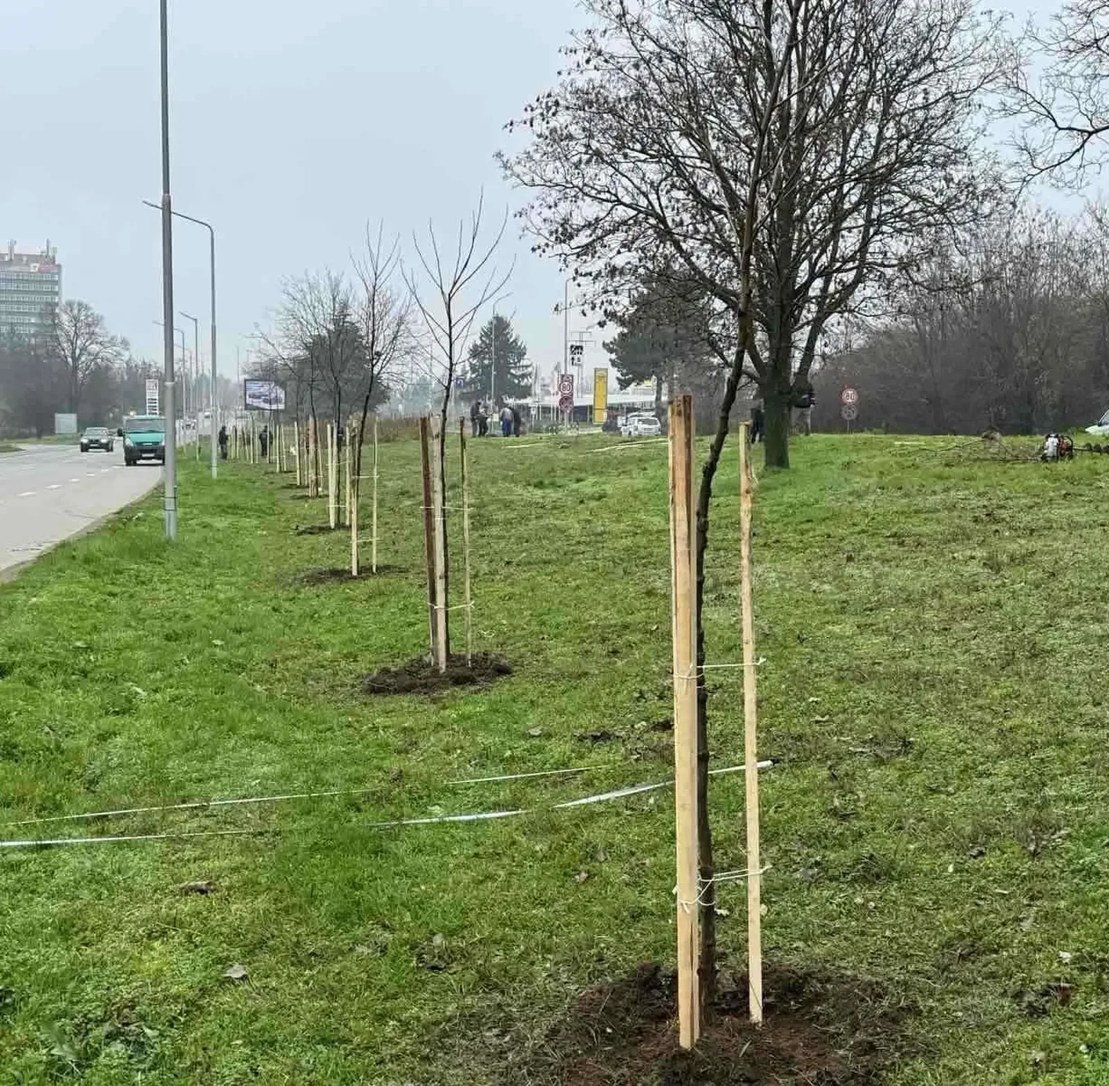 Русе събира предложения за нови места за засаждане на дървета