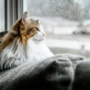 Котка наблюдава дъждовното време през прозореца, докато навън вали - дъждовен уикенд в Русе